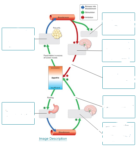 <p>Control of appetite involves the hormones leptin and ghrelin. Complete the figure illustrating the control of appetite.</p><p><br></p>