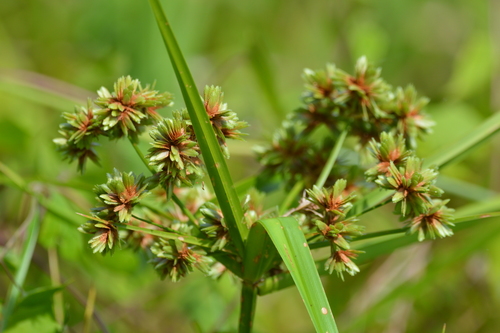 Family: Cyperaceae

SN: Cyperus virens