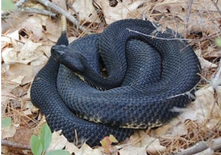 <p>timber rattlesnake</p>
