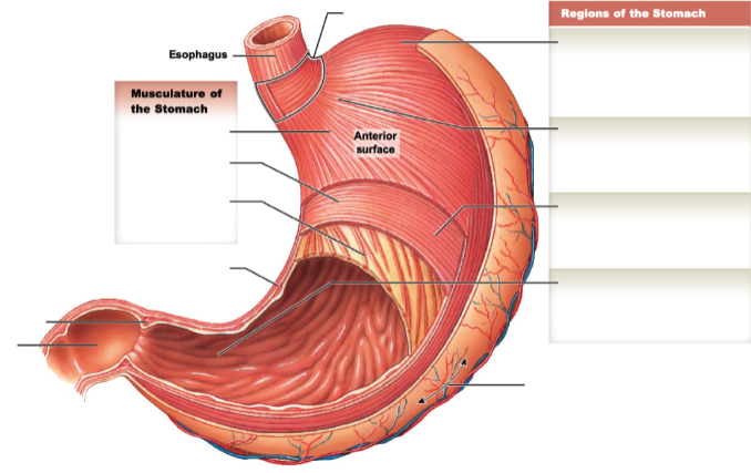 identify and describe the regions and parts of the stomach.