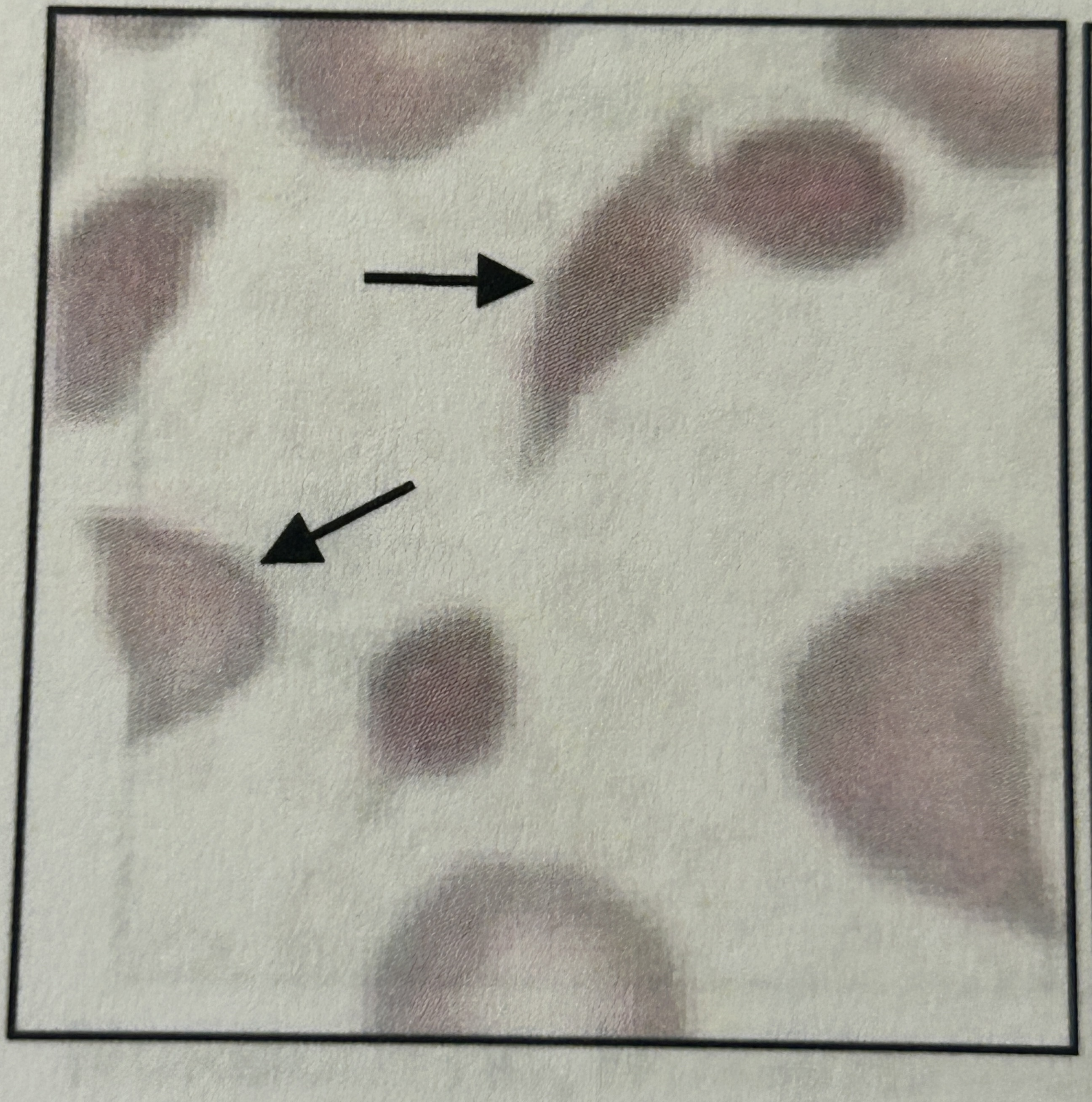 <p>?</p>