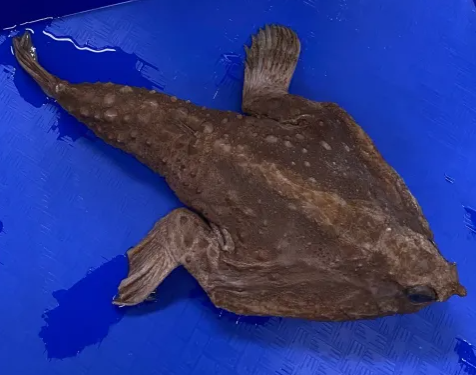 <p>Ogcocephalidae (bat fishes)</p>