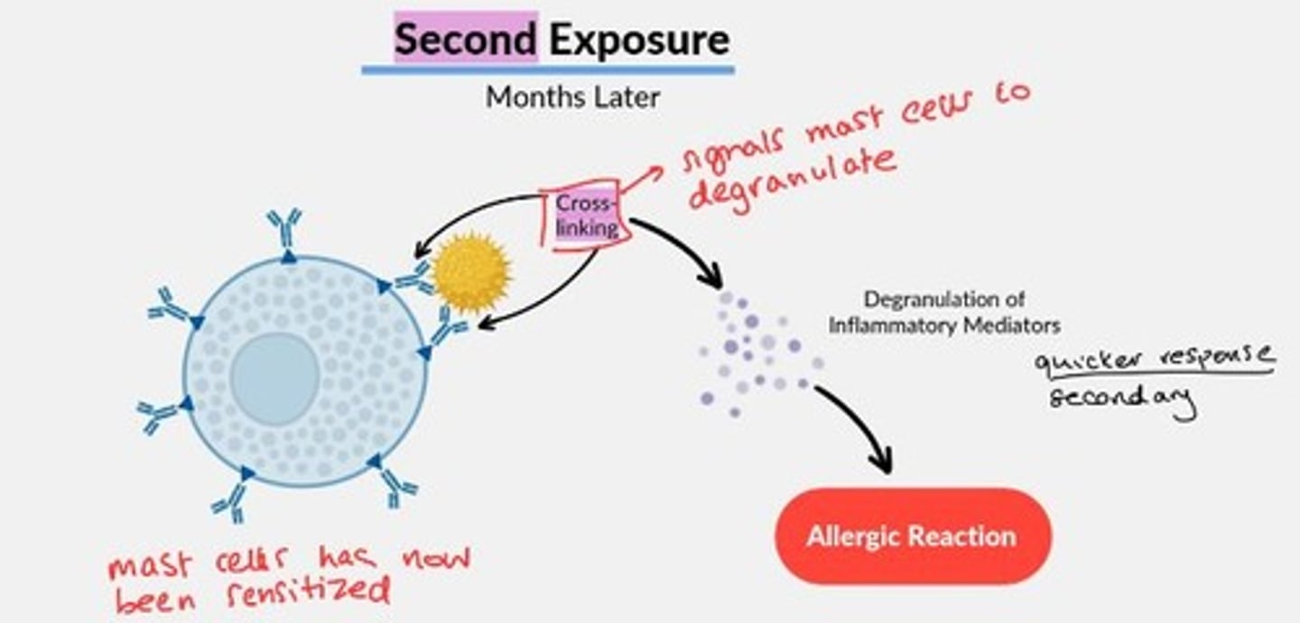 <p>1st exposure to antigen causes plasma cell to produce specific IgE antibodies, which attach to the surface of tissue mast cells.</p><p>2nd exposure, months later = signal mast cells to degranulate rapidly.</p>