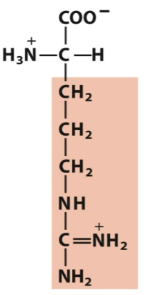 <p>Positively charged</p>