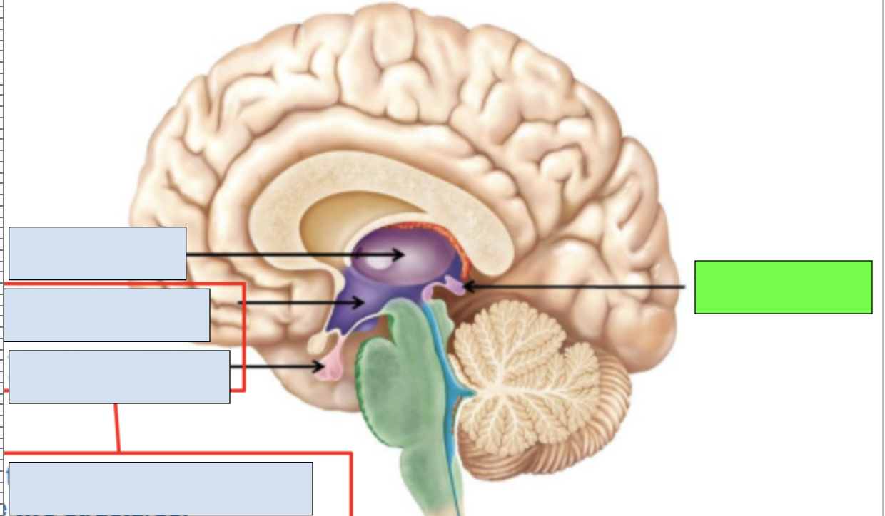 <p><span style="background-color: transparent;"><span>includes pineal gland, limbic system connection to other brain regions; apart of diencephalon</span></span></p>