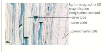 <p>- transports dissolved sugars and amino acids<br>- made of living cells supported by companion cells&nbsp;<br>- cells joined end to end and contain holes in end cell walls to allow translocation&nbsp;<br>- very few sub-cellular structures to aid the flow of materials</p>