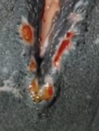 <p>Caused by EHV-3; spread by breeding, fomites, or insects → reportable in some areas </p><p> <strong>Lesions:</strong> shallow ulcers on vulva, perineum, penis, or prepuce. </p><p><strong>Treatment:</strong> isolate from breeding, avoid corticosteroids, supportive care.</p>