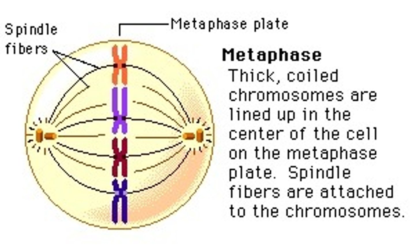<p>metaphase</p>