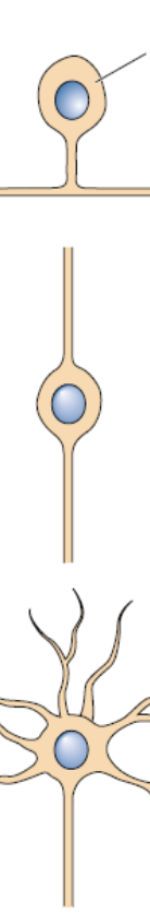 Morphologische Klassifikation von Nervenzellen