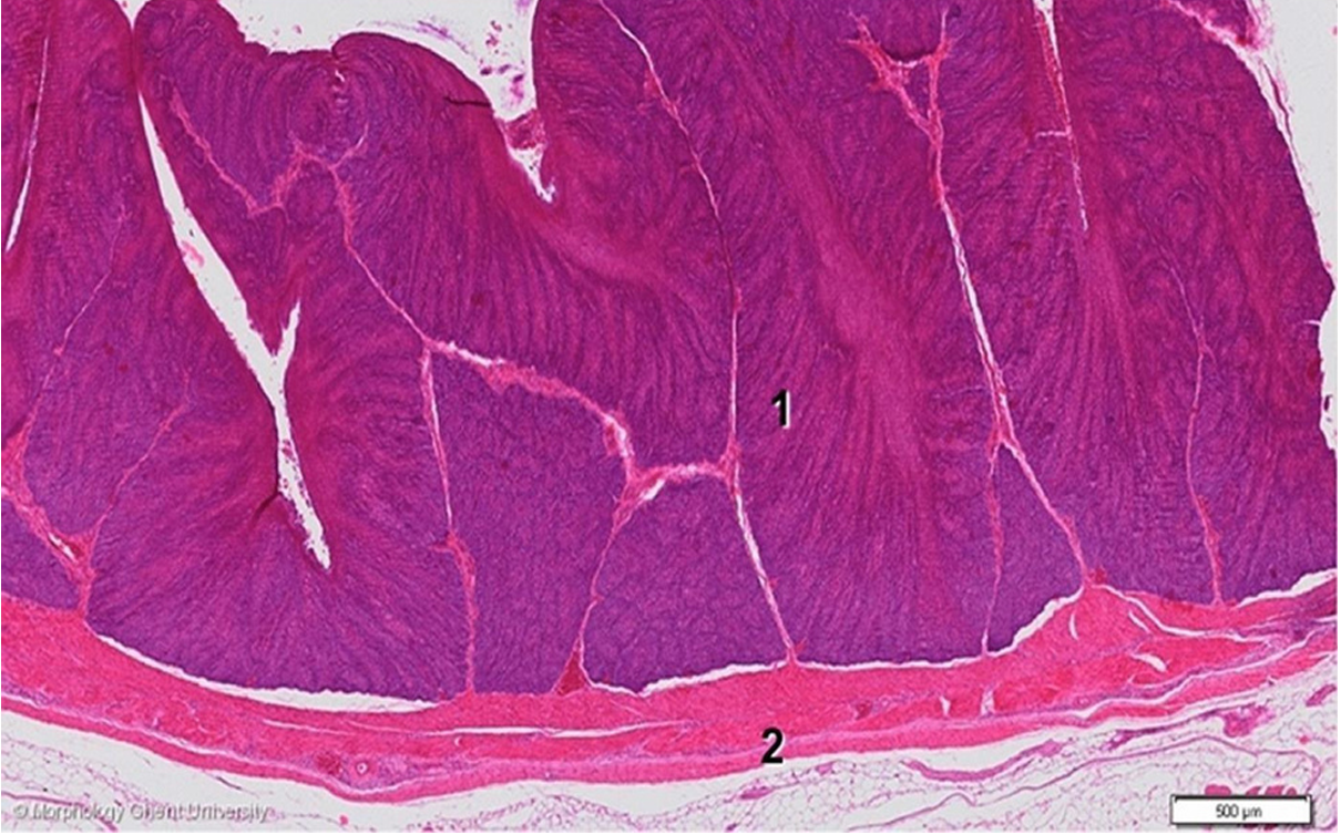 term image