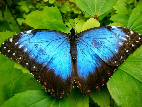 <p>Emperor butterfly</p>
