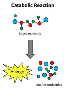 <p><span style="background-color: transparent;"><span>Function: </span></span><span style="background-color: transparent; font-family: "Helvetica Neue", sans-serif;"><span>Breaks down larger molecules into smaller ones</span></span></p><ul><li><p><span style="background-color: transparent; font-family: "Helvetica Neue", sans-serif;"><strong><em><span>Macromolecule + Water → Monomers + Energy</span></em></strong></span></p></li></ul><p>——————————————————————————————————<br><span style="background-color: transparent; font-family: "Helvetica Neue", sans-serif;"><span>Energy: Releases energy (exergonic)</span></span><br>——————————————————————————————————</p><p><span style="background-color: transparent; font-family: "Helvetica Neue", sans-serif;"><span>Example:</span></span></p><ul><li><p><span style="background-color: transparent; font-family: "Helvetica Neue", sans-serif;"><strong><span>Hydrolysis reactions</span></strong><span> where water is added to break bonds &amp; provide raw materials/energy for cells</span></span></p><ul><li><p><span style="background-color: transparent; font-family: "Helvetica Neue", sans-serif;"><u><span>Digestion</span></u><span> - breaks down proteins, carbs, fats, into monomers (e.g. amino acids, sugars, fatty acids)</span></span></p></li><li><p><span style="background-color: transparent; font-family: "Helvetica Neue", sans-serif;"><u><span>Respiration</span></u><span> - glucose is broken down to release ATP</span></span></p></li></ul></li></ul><p></p>