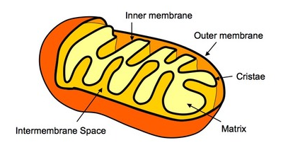 <p>Mitochondrion</p>