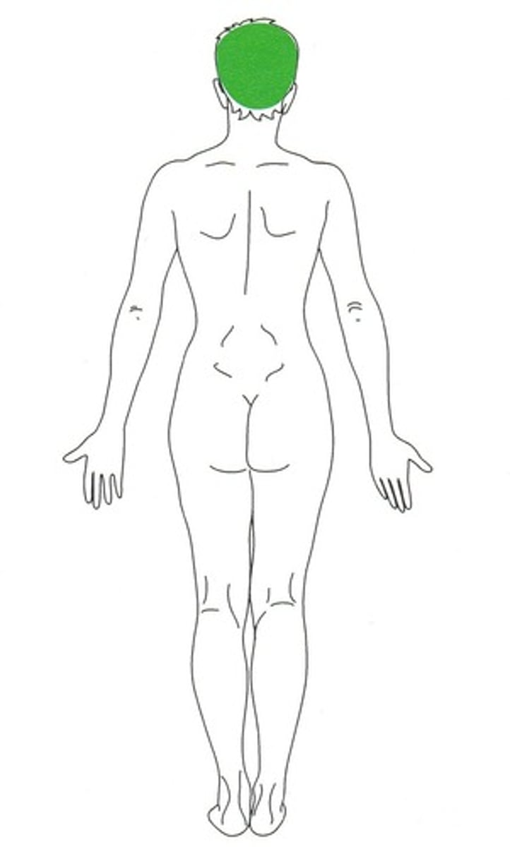 <p>pertaining to the head</p>