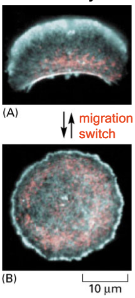 <p>With no external cues, the cell is shaped like a dumpling or crescent and is migratory; with cues, the cell undergoes a change in phenotype (cell shape) and is now non-migratory</p>