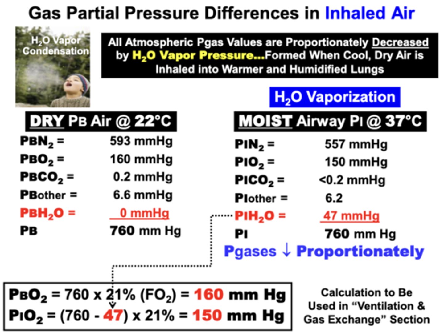 <p>because the PH2O of dry ambient temperature air is 0 mm Hg </p><p>- once inhaled, PH2O increases to 47 mm Hg as air is humidified upon entering the moist respiratory passageways at the warmer body temperature (37°C)</p><p>- Higher temperature vaporizes H2O fluid into</p><p>gas form</p><p>= Since total gas pressure in the system must remain constant at any given altitude (760), available pressure for other component gases must proportionately decrease</p><p>PBO2 = 160 mmHg</p><p>PIO2 = 150 mmHg</p>