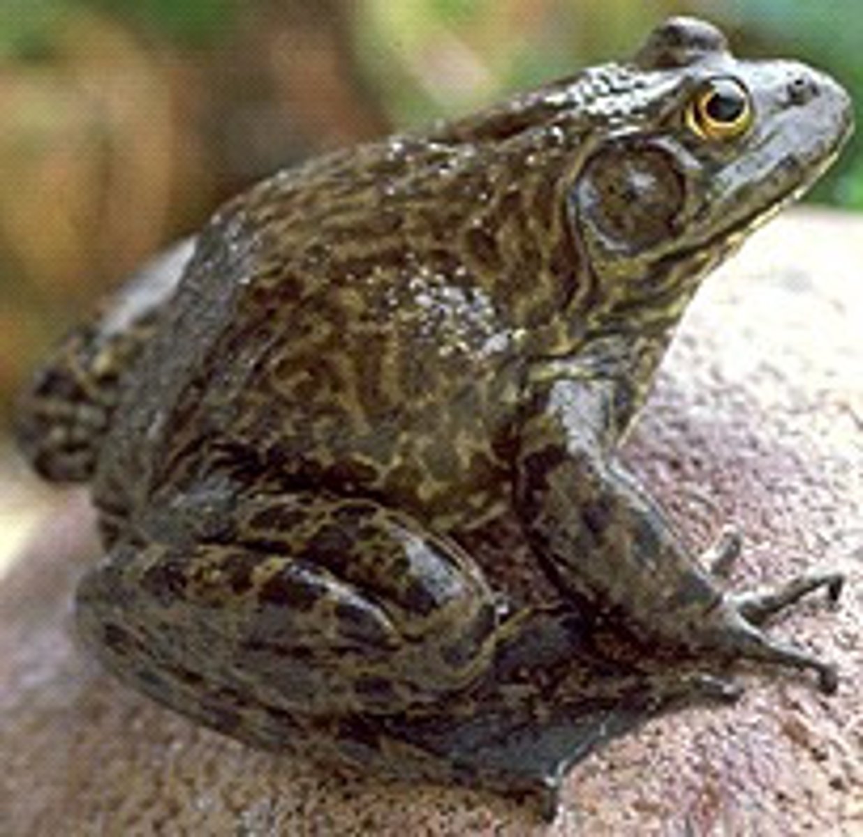 <p>lithobates catesbeiana </p>