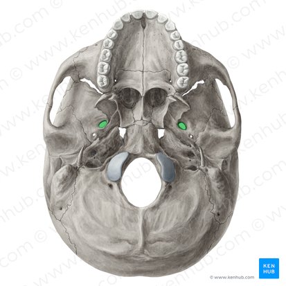 <p>Opening in middle cranium where CN V3 and lesser petrosal n. passes through</p>