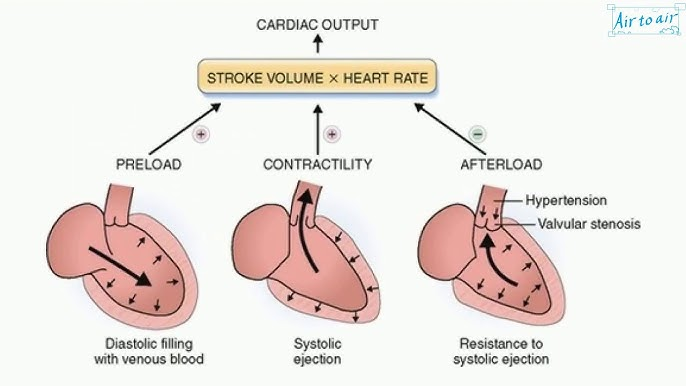 <ul><li><p>preload</p><ul><li><p><span>amount of ventricular stretch after diastole&nbsp; </span><strong>(Frank-Starling mech)</strong></p></li></ul></li><li><p>contractility</p><ul><li><p><span>controlled by SNS</span></p></li></ul></li><li><p>afterload</p><ul><li><p><span>amount of resistance heart must overcome to open aortic valve (inverse to stroke volume)</span></p></li></ul></li></ul><p>(not affected by heart rate)</p>