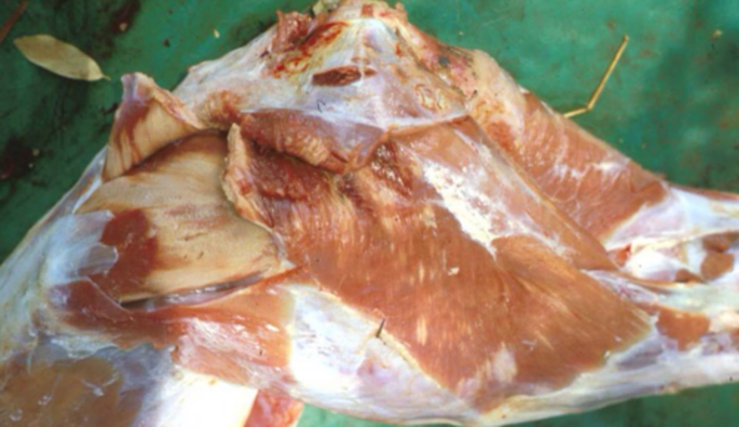 <p>What is capture myopathy?</p>