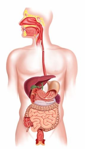 The various components that make up the digestive system.