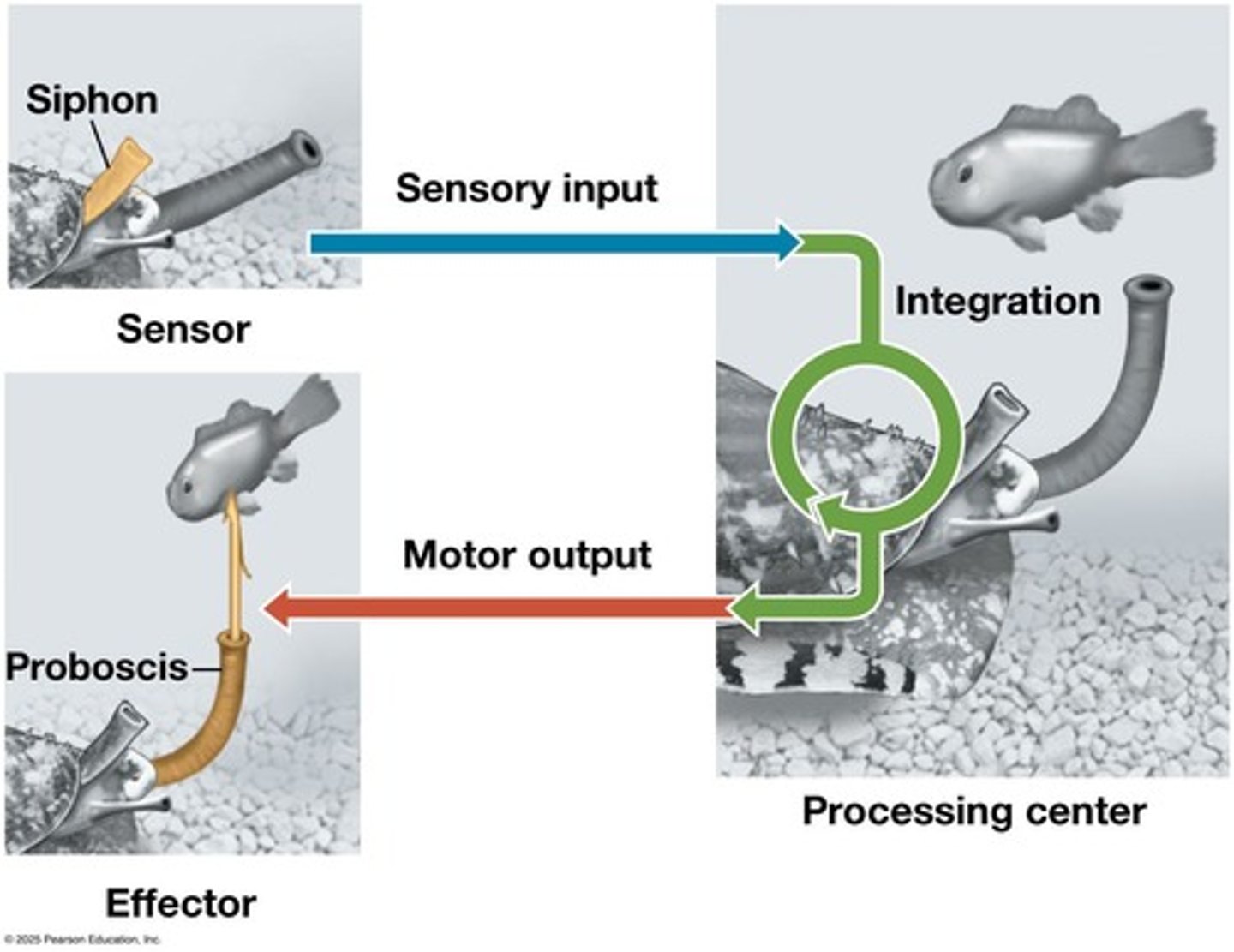 <p>The part of the nervous system that carries out integration.</p>