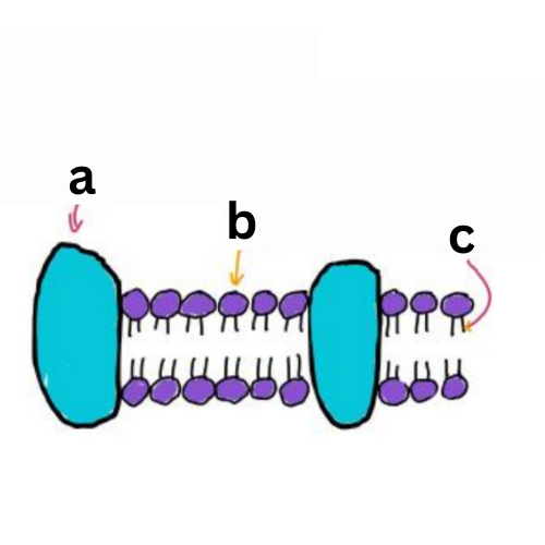 <p><span style="color: rgb(0, 0, 0);"><span>Label This Diagram</span></span></p><p><span style="color: rgb(0, 0, 0);"><em><span>The Cell Membrane</span></em></span></p>