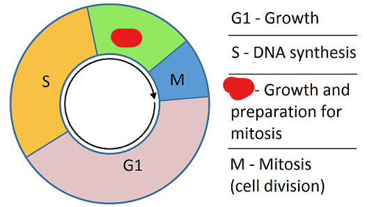 <p>The second growth sub-phase during interphase. Occurs after the S-Phase. After this sub-phase mitosis is able to occur. This phase is done in preparation for mitosis.</p>