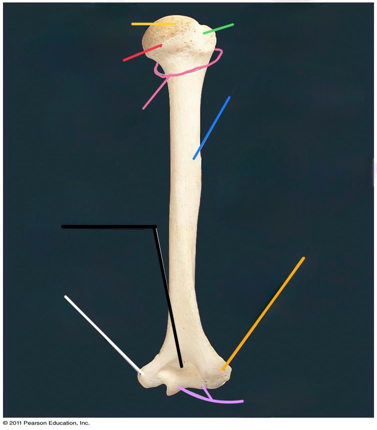 <p>yellow line</p>