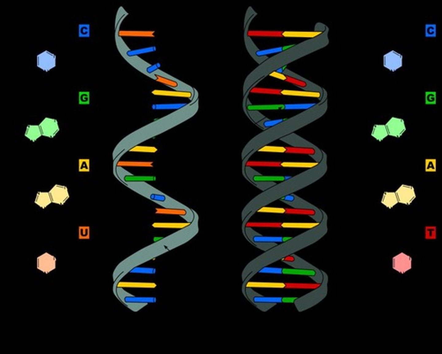 <p>To code for hereditary information.</p>