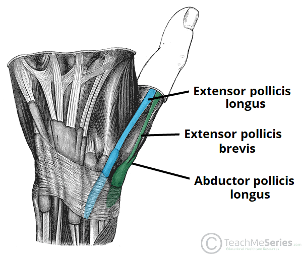 <p>Lateral: APL + EPB, Medial: EPL, Floor: *Scaphoid bone*. Mnemonic: "Sits by the Snuffbox."</p>