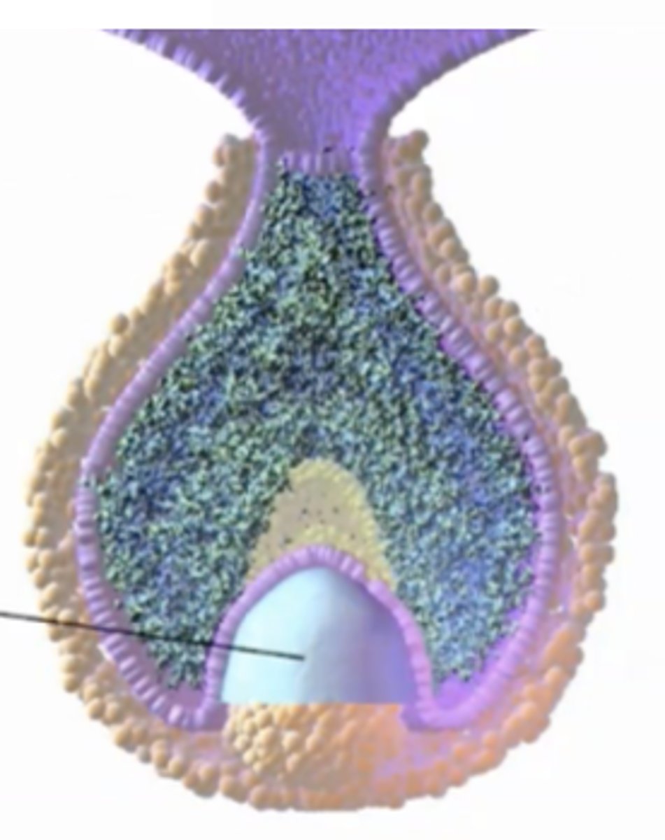 <p>separates papilla from enamel organ</p>