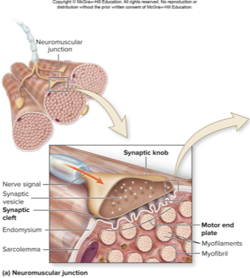 <p>neuromuscular junction</p>