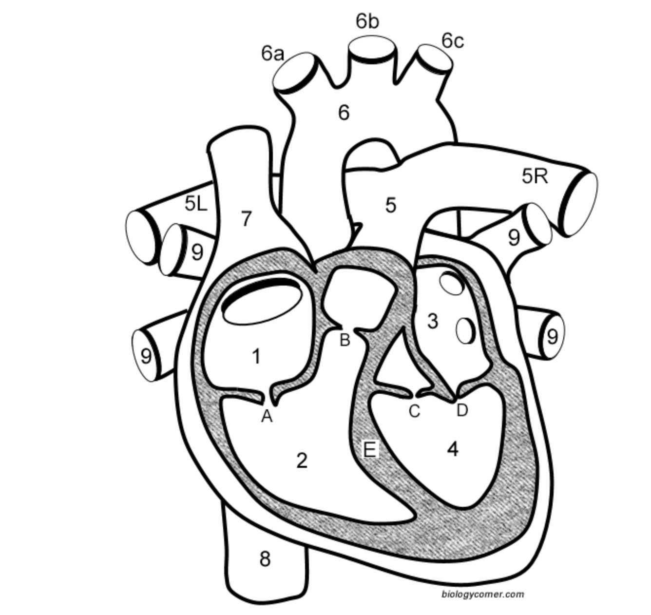<p>Pulmonary Artery</p>