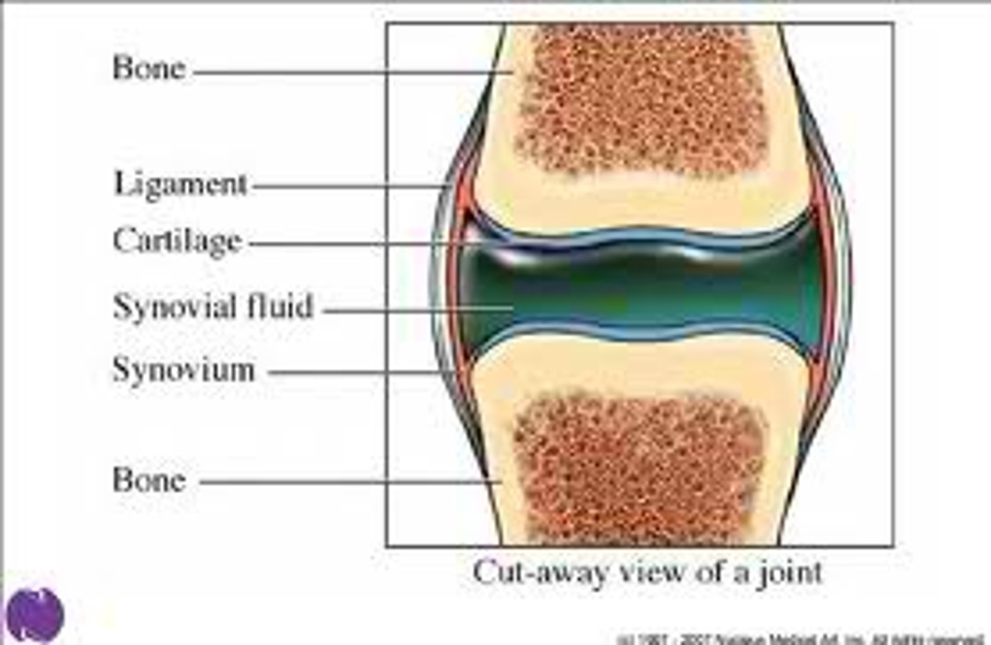 <p>This is a viscous fluid that reduces friction that could occur against the cartilage. It is a clear slippery liquid that lubricates the joint.</p>