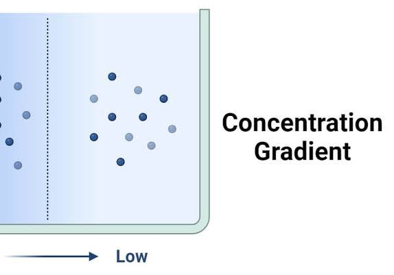 <p>Concentration Gradient</p>