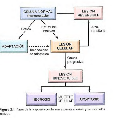 <p>Respuestas funcionales y estructurales reversibles ante cambios en estados fisiológicos y estímulos patológicos, donde se alcanzan estados de equilibrio nuevos que permiten a la célula sobrevivir y seguir funcionando. </p>