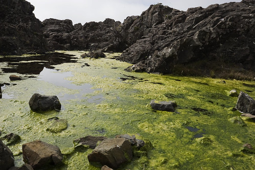 A rapid increase in the algal growth of a waterway