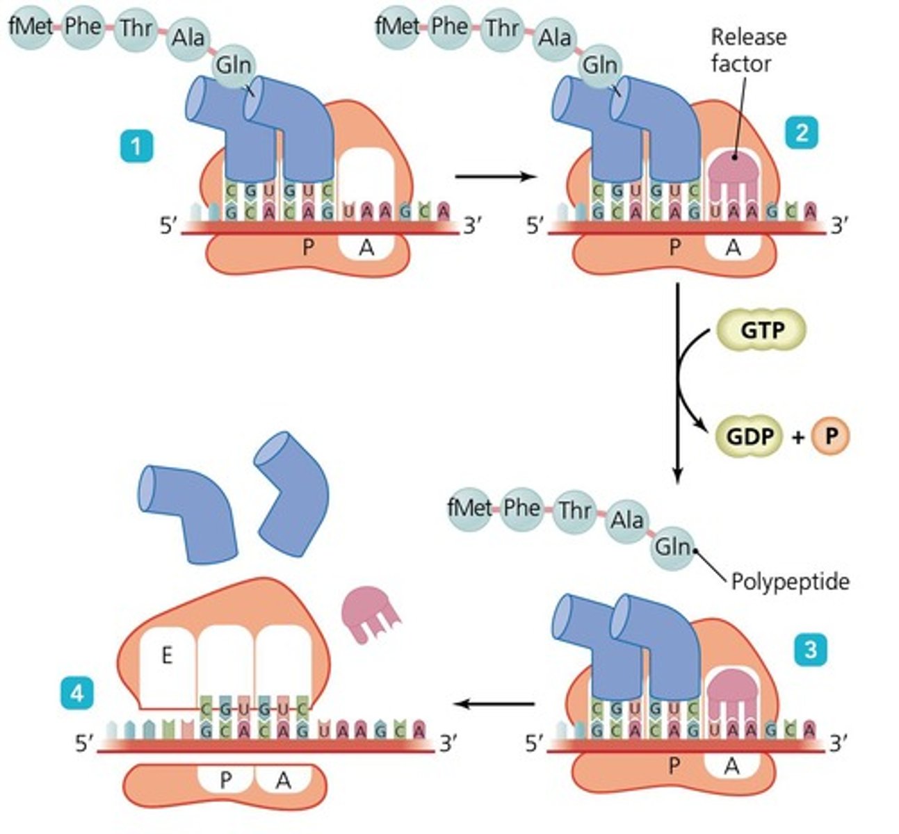 <p>The step where the ribosome reaches a stop codon, signaling the end of the protein chain.</p>