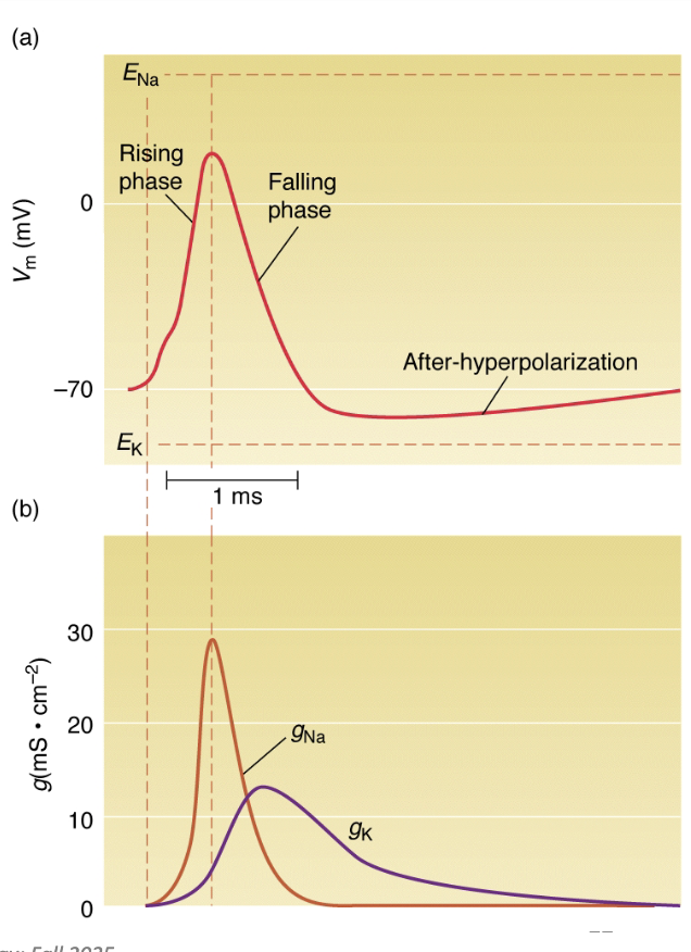 <ul><li><p>By applying <strong>different voltage steps</strong>, they measured gNa and gK at each.</p></li><li><p><strong>gNa:</strong> rises rapidly then falls (inactivation).</p></li><li><p><strong>gK:</strong> rises slowly and stays elevated.</p></li><li><p>Conductances depend on <strong>voltage</strong> and <strong>time</strong> — they change dynamically during AP.</p></li></ul><p></p>