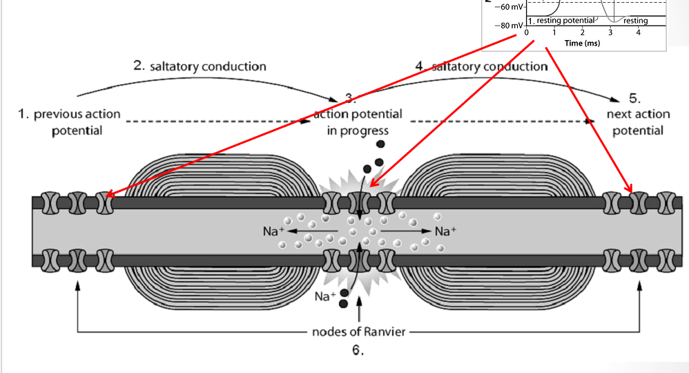 <p>the <strong>more intense </strong>the stimulus, the <strong>higher </strong>the <strong>frequency</strong> of impulses</p><p>the greater the frequency of impulses is a difference the brain can recognize</p>
