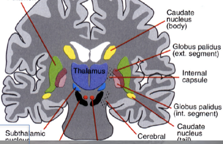 <p>origin: under thalamus </p><p>function: connects basal ganglia to motor cortex; more related to basal ganglia than thalamus </p><p>damage to sub thalamus can cause <u>hemiballismus</u> </p>