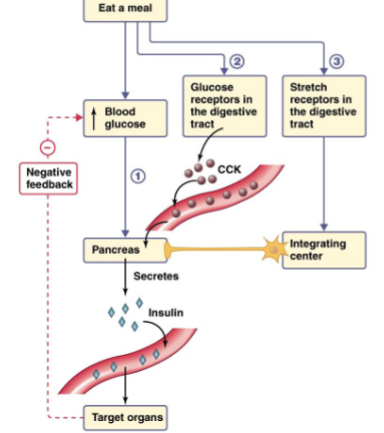 <ol><li><p><mark data-color="blue">increase in blood glucose</mark> prompts the pancreas to secrete insulin</p></li><li><p><mark data-color="blue">glucose receptors in the digestive tract</mark> will release CCK, which targets the pancreas to secrete insulin</p></li><li><p><mark data-color="blue">stretch receptors in the digestive tract</mark> send information to an integrating center, which targets the pancreas to secrete insulin (feed forward)</p></li></ol>