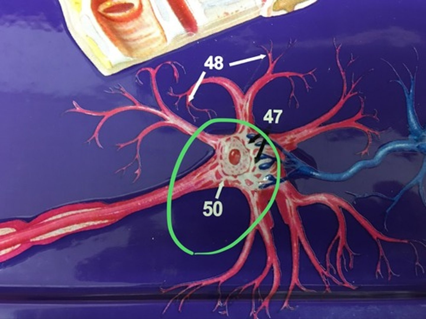 knowt flashcard image