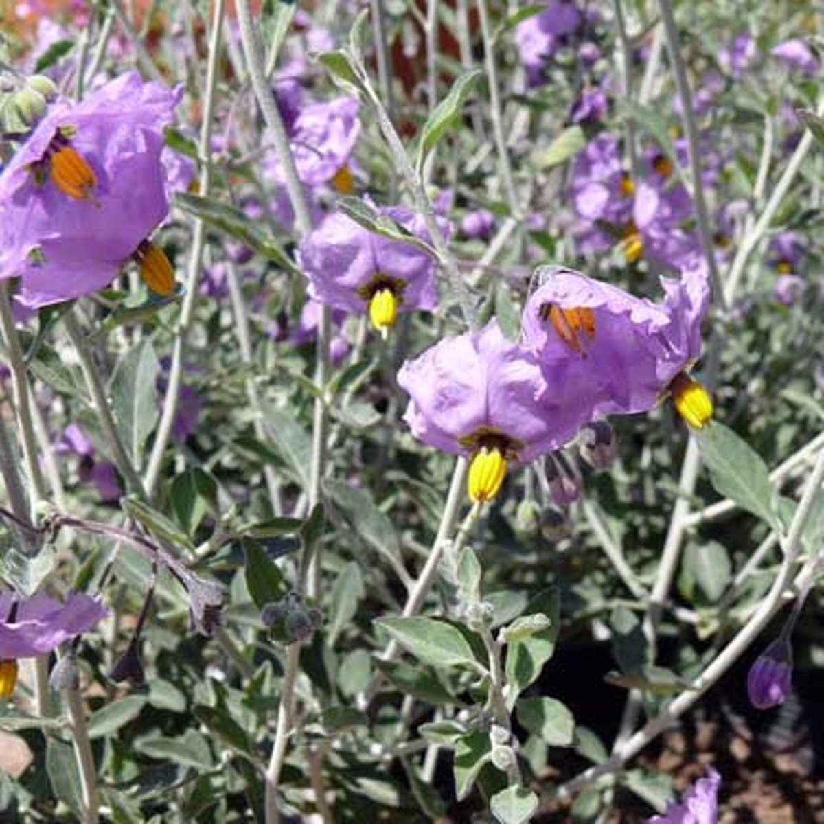 <p>Solanaceae. nightshade</p>