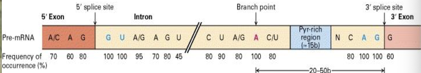 <p><strong>RNA splicing, involving intron and exon removal which <u>must occur</u><mark data-color="yellow" style="background-color: yellow; color: inherit;"> at consensus seq around 5’ and 3’ splice sites at exon/intro boundry in pre-mRNAs</mark></strong></p><p>i.e. 5’ Splice site has conserved GU which is recognised by the splicing machinery </p>