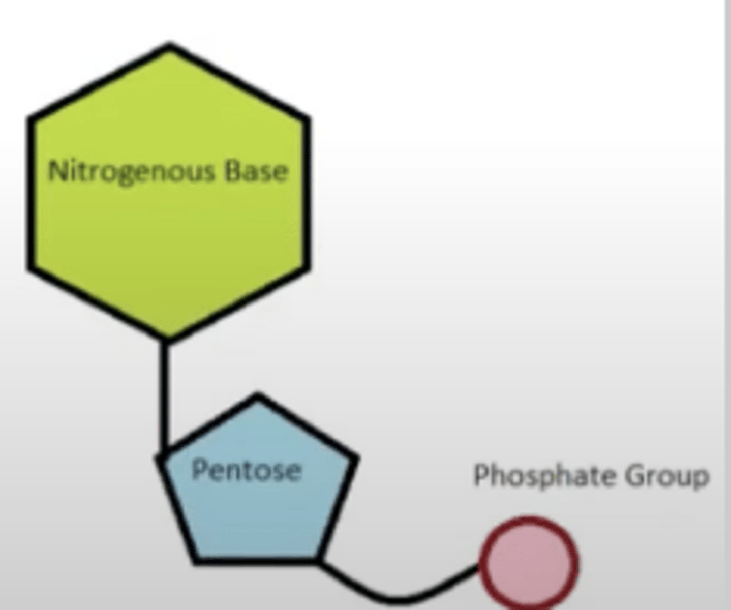 <p>a. Nucleoside</p><p>b. Nucleotide</p><p>c. Nucleic acid</p><p>d. None of the choices</p>