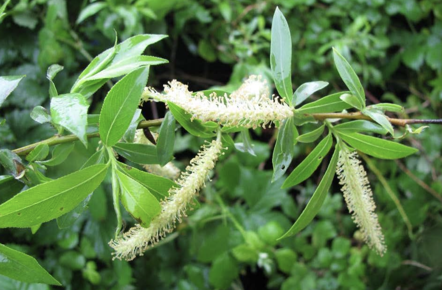 <p>Identificar la Salicaceae</p>