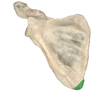 <p>What is the green portion called?</p>