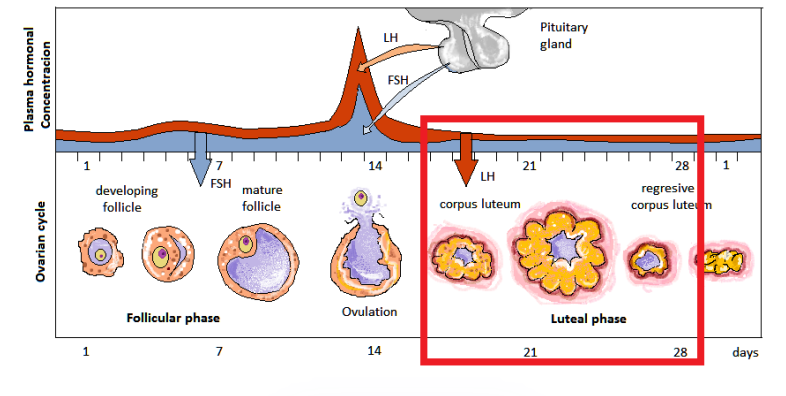 <ul><li><p>day 15-28</p></li><li><p>estrogen decreases, progesterone rises</p></li><li><p>LH causes follicle to form corpus luteum: mass of cells that secretes progesterone </p></li><li><p>progesterone causes lining of uterus to thicken for egg to implant and zygote to grow</p></li></ul><p></p>